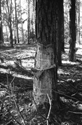 Pine tree that has been cut to extract turpentine