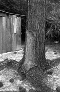 Pine tree that has been cut to extract turpentine