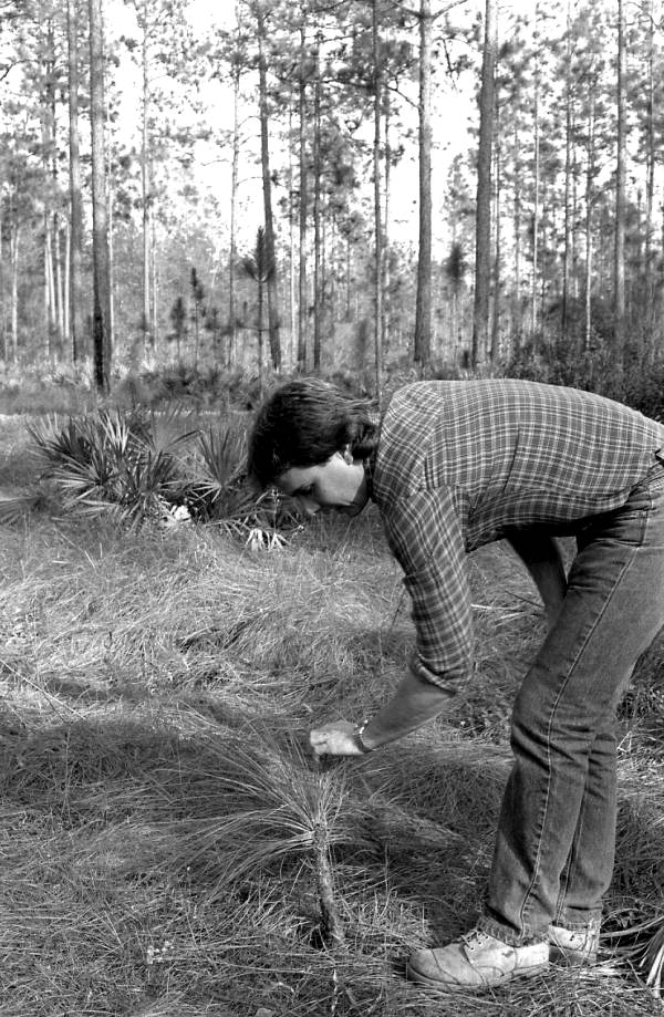 Man examining a longleaf pine sapling