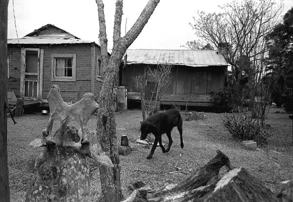 Basket maker Lucreaty Clark's home and dog- Lamont, Florida