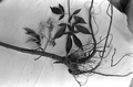 Medicinal herbs used by Susie Billie for medicine- Big Cypress Seminole Indian Reservation, Florida