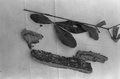 Medicinal herbs used by Susie Billie for medicine- Big Cypress Seminole Indian Reservation, Florida