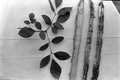Medicinal herbs and bark used by Susie Billie for medicine- Big Cypress Seminole Indian Reservation, Florida