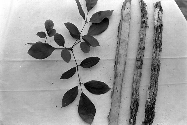 Medicinal herbs and bark used by Susie Billie for medicine- Big Cypress Seminole Indian Reservation, Florida