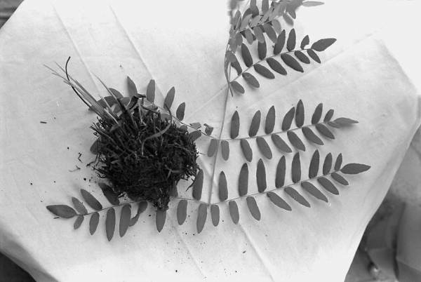 Medicinal herbs used by Susie Billie for medicine- Big Cypress Seminole Indian Reservation, Florida