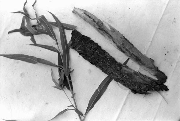 Medicinal herbs and bark used by Susie Billie for medicine- Big Cypress Seminole Indian Reservation, Florida