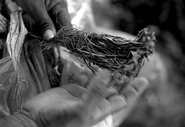 Medicinal herbs used by Susie Billie for medicine- Big Cypress Seminole Indian Reservation, Florida
