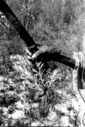 Susie Jim Billie holding a medicinal herb she has cultivated- Big Cypress Seminole Indian Reservation, Florida
