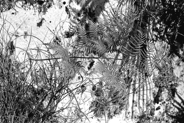 Medicinal plants collected by Susie Billie and Agnes Cypress- Big Cypress Seminole Indian Reservation, Florida