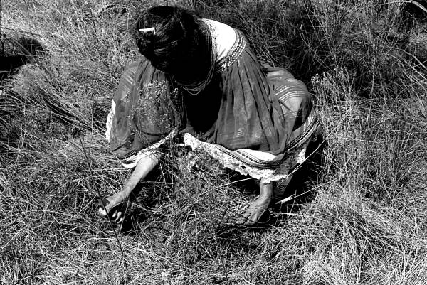 Susie Jim Billie collecting medicinal herbs- Big Cypress Seminole Indian Reservation, Florida