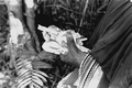 Susie Jim Billie collecting medicinal bark- Big Cypress Seminole Indian Reservation, Florida