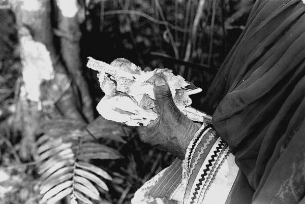Susie Jim Billie collecting medicinal bark- Big Cypress Seminole Indian Reservation, Florida