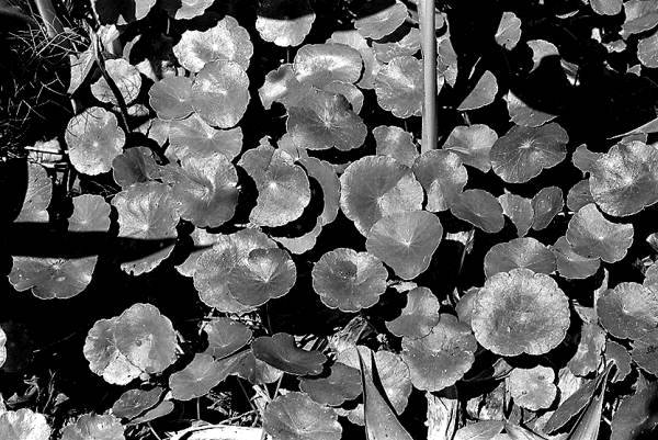 Water lilies to be collected by Seminole Indians for medicinal use- Big Cypress Seminole Indian Reservation, Florida