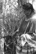 Susie Jim Billie collecting medicinal bark- Big Cypress Seminole Indian Reservation, Florida