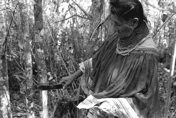 Susie Jim Billie collecting medicinal bark- Big Cypress Seminole Indian Reservation, Florida