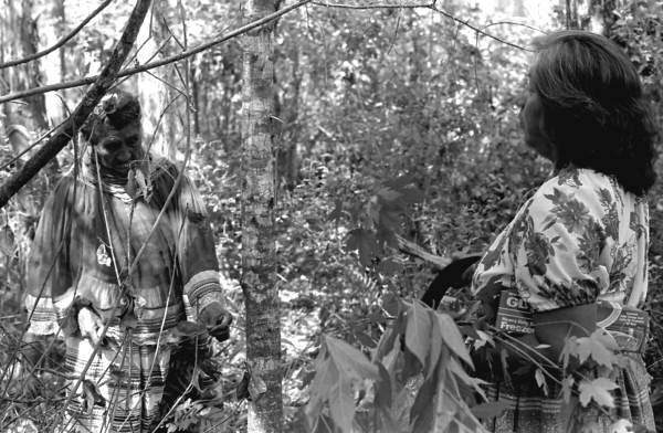 Susie Jim Billie and daughter Agnes Cypress searching for medicinal plants and herbs- Big Cypress Seminole Indian Reservation, Florida