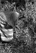 Susie Jim Billie collecting medicinal plants and herbs- Big Cypress Seminole Indian Reservation, Florida