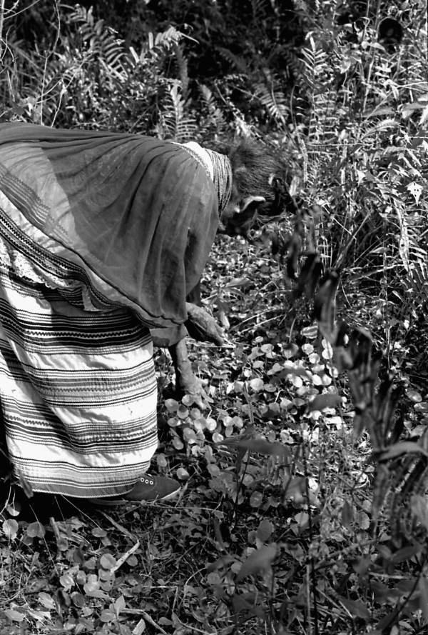 Susie Jim Billie collecting medicinal plants and herbs- Big Cypress Seminole Indian Reservation, Florida