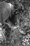 Susie Jim Billie collecting medicinal plants and herbs- Big Cypress Seminole Indian Reservation, Florida