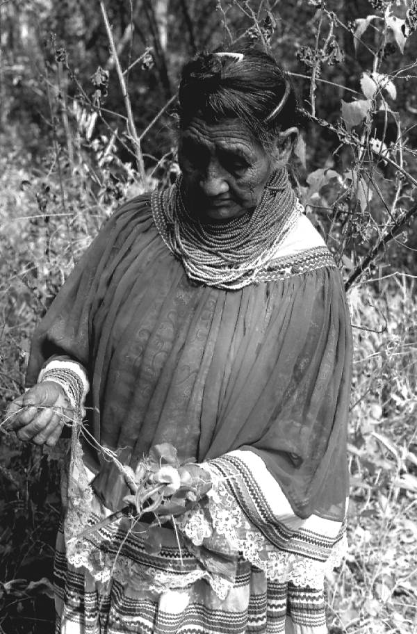 Susie Jim Billie collecting medicinal plants and herbs- Big Cypress Seminole Indian Reservation, Florida