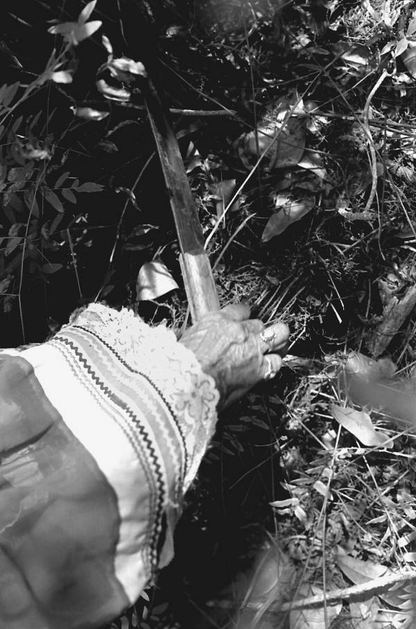 Susie Jim Billie collecting medicinal plants and herbs- Big Cypress Seminole Indian Reservation, Florida