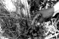 Susie Jim Billie collecting medicinal plants and herbs- Big Cypress Seminole Indian Reservation, Florida