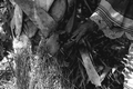 Susie Jim Billie collecting medicinal bark- Big Cypress Seminole Indian Reservation, Florida