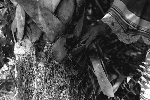 Susie Jim Billie collecting medicinal bark- Big Cypress Seminole Indian Reservation, Florida