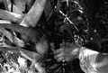 Susie Jim Billie collecting medicinal bark- Big Cypress Seminole Indian Reservation, Florida