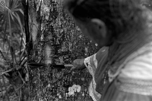 Susie Jim Billie collecting medicinal bark- Big Cypress Seminole Indian Reservation, Florida