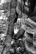 Susie Jim Billie collecting medicinal bark- Big Cypress Seminole Indian Reservation, Florida