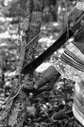 Susie Jim Billie collecting medicinal bark- Big Cypress Seminole Indian Reservation, Florida