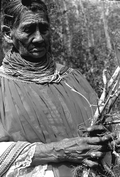Susie Jim Billie gathering herbs for medicinal use- Big Cypress Seminole Indian Reservation, Florida