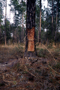 Pine tree that has been cut for turpentining.
