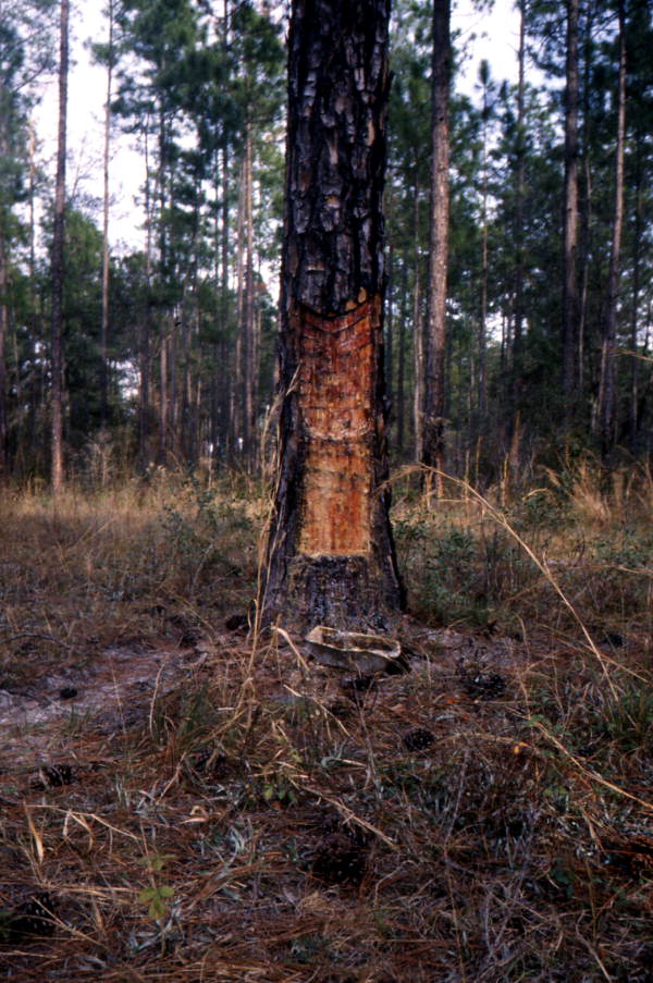Pine tree that has been cut for turpentining.