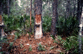 Pine tree cut to collect turpentine.