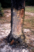 Pine tree cut to collect turpentine.