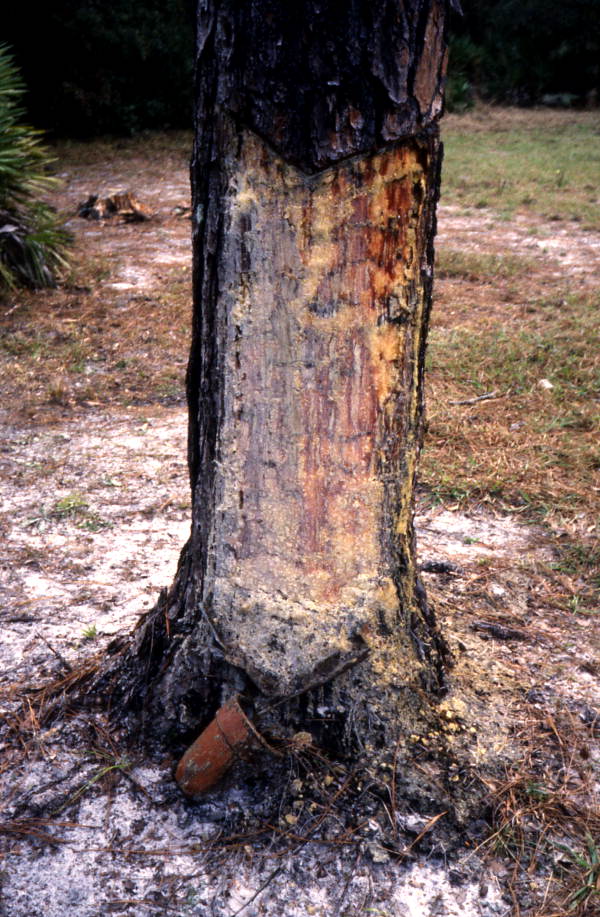 Pine tree cut to collect turpentine.