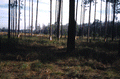 Pine trees that have been cut to collect turpentine.