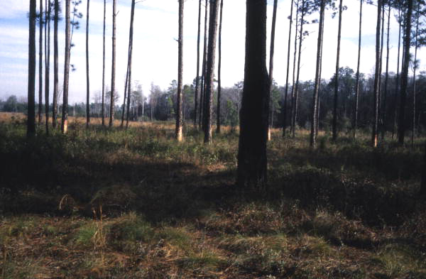 Pine trees that have been cut to collect turpentine.