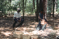 Apprentice Michael Steen watches Alphonso Jennings working on a white oak basket - Lamont, Florida