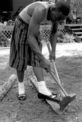 Basket maker Alphonso Jennings chopping a white oak tree in order to make his next basket - Lamont, Florida