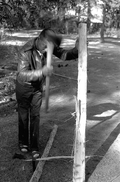 Basket maker Alphonso Jennings chopping a white oak tree in order to make his next basket - Lamont, Florida