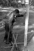 Basket maker Alphonso Jennings chopping a white oak tree in order to make his next basket - Lamont, Florida