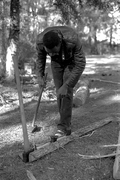 Basket maker Alphonso Jennings chopping a white oak tree in order to make his next basket - Lamont, Florida
