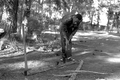 Basket maker Alphonso Jennings chopping a white oak tree in order to make his next basket - Lamont, Florida