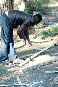Alphonso Jennings stripping a white oak tree in order to make baskets - Lamont, Florida