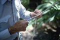 Closeup of cow whip maker George "Junior" Mills plaiting a whip - Okeechobee, Florida.