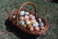 Ukrainian pysanky eggs - White Springs, Florida
