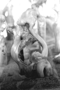 Close up view of a cypress knee on display at the Cypress Knee Museum - Palmdale, Florida.